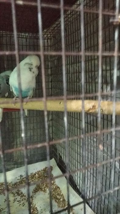 Андука Арлекино самец