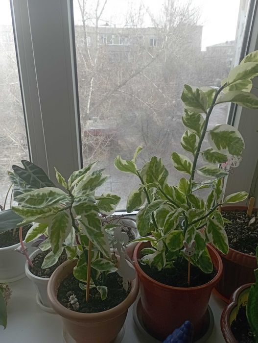 Цветок педилантус