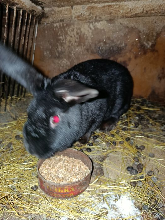 Продам кролих около года возраст