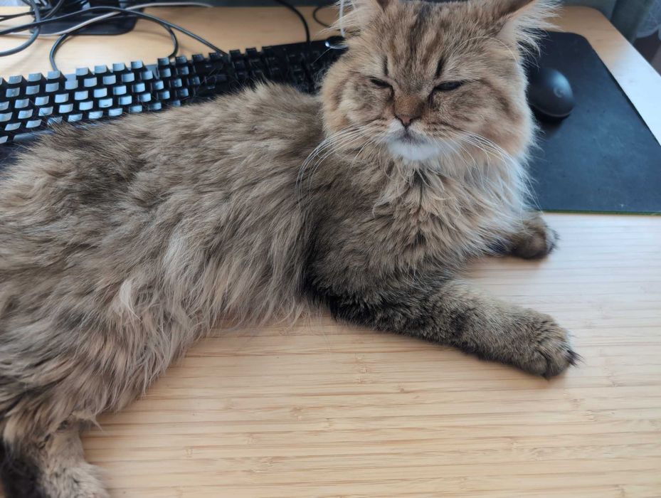 Мъжки котарак за Разплод