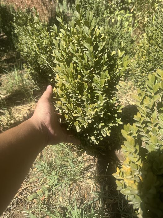 Самшит оптом.  .