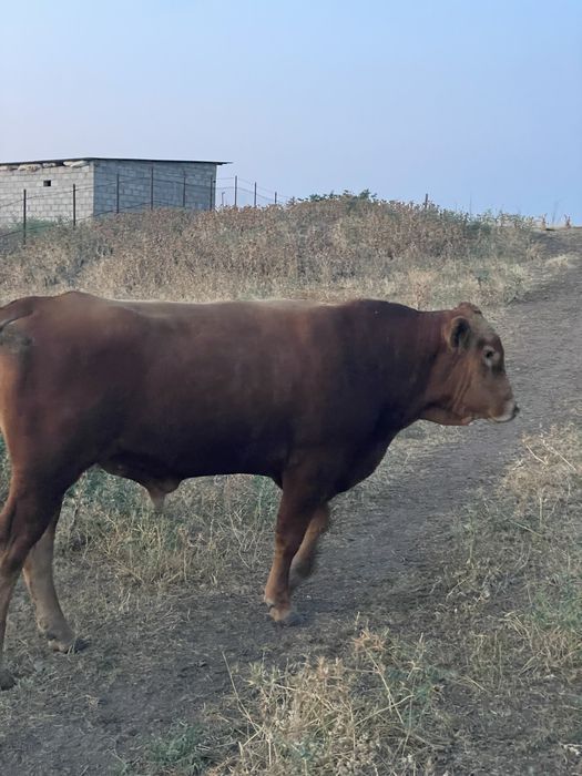 Продам быка производителя