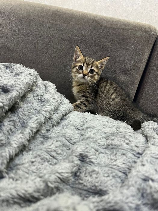 Британские ласковые котята