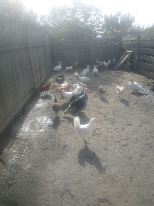 Puicuțe porumbac,negre,