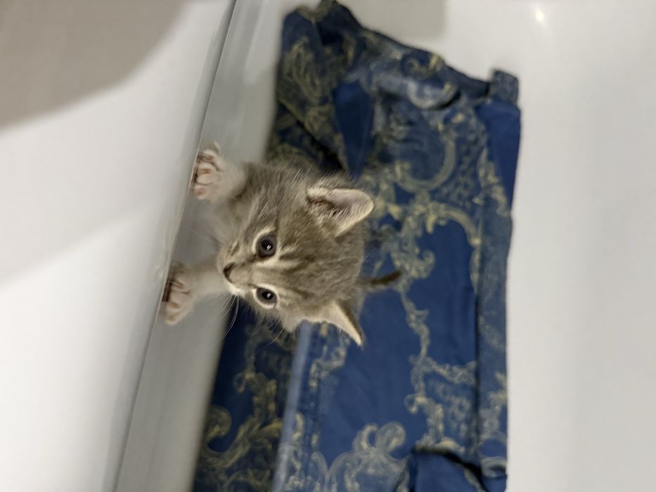 Котят бесплатно отдадим