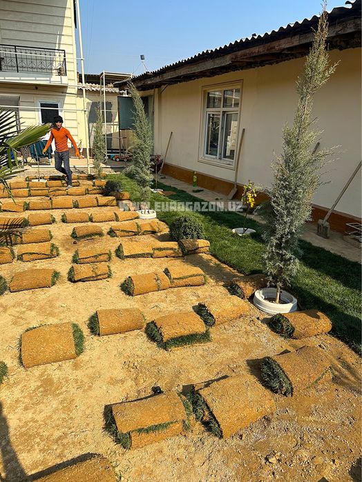 газон екиш рулонные газоны gazon toshkent