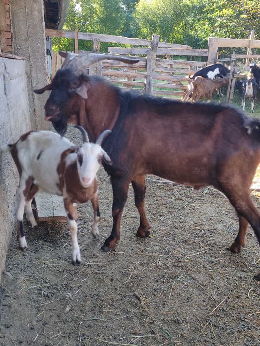 Vînzare țap metiș Alpin cu Anglo