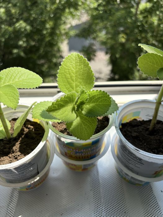 Лечебная растение мята