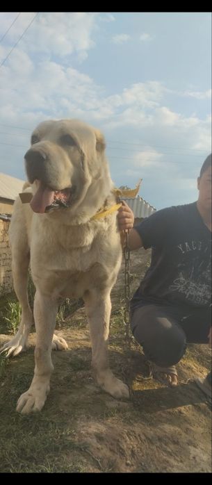 Gigant Alabay sotiladi