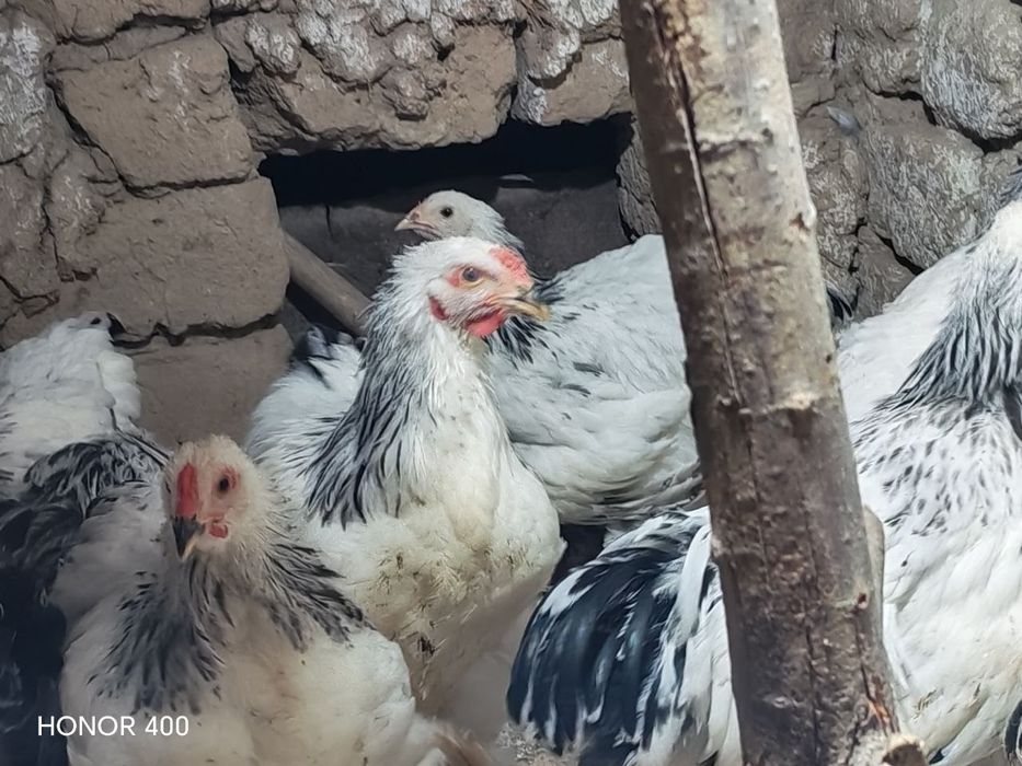 Брама соглом товуклари сотилади. 15та