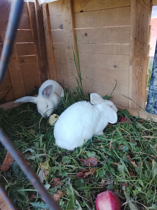 Продам двух кроликов