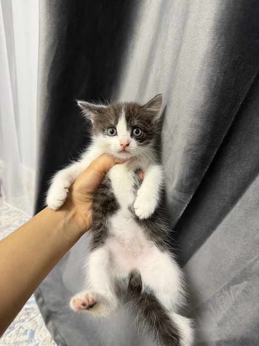 Продается котенок