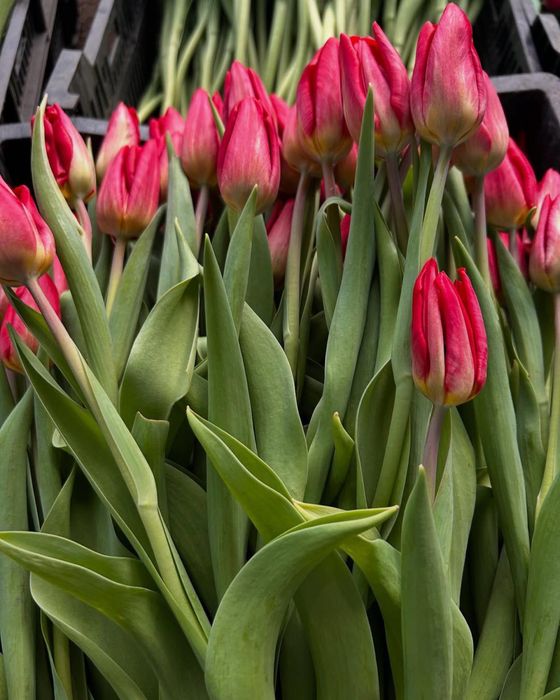 Тюльпаны к 14 февраля и 8 марта оптом