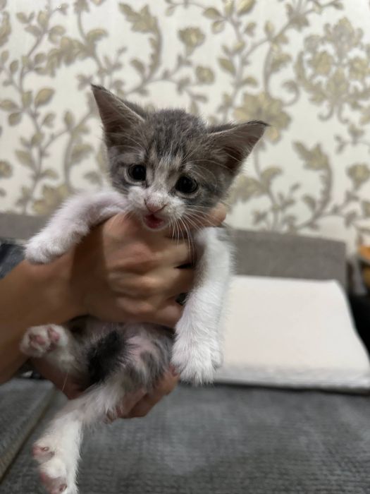 отдам котенка в добрые руки