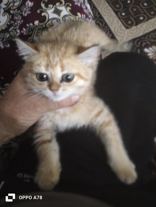 Золотая шиншила сотилади