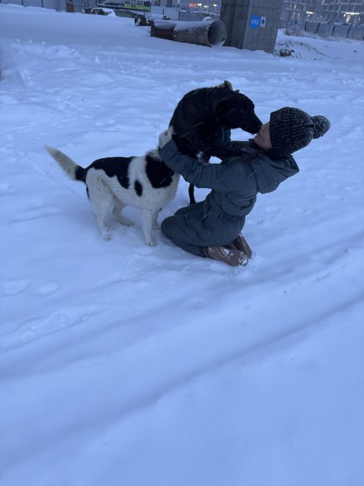 В самые добрые руки Актос и Бэлла!