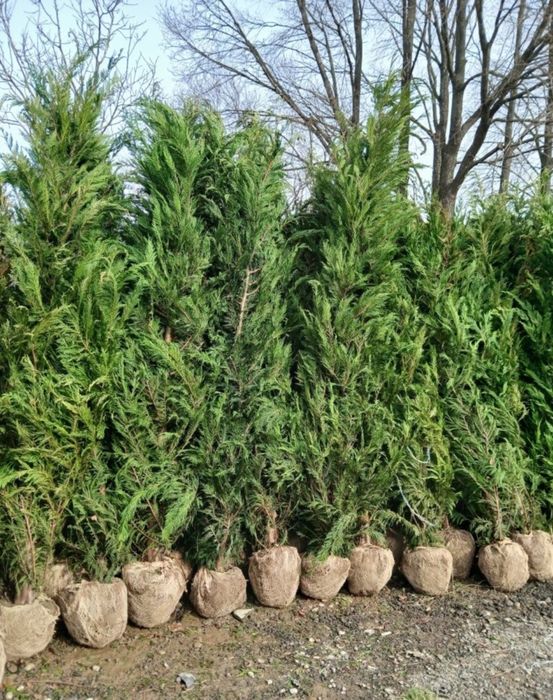 Chiparos Leylandii GIGANT - 2.20m+ (Ofertă: 180 Lei) ​Vând Chiparo