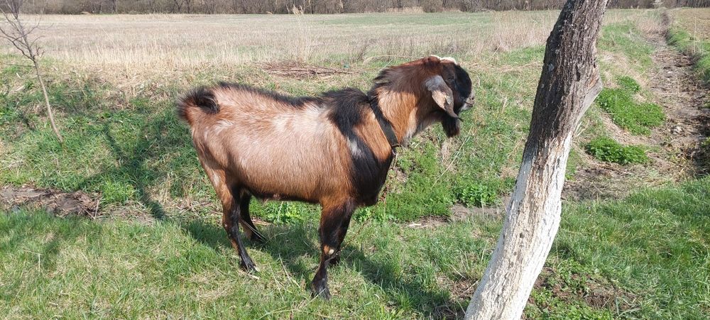 Vând Țap Anglonubian