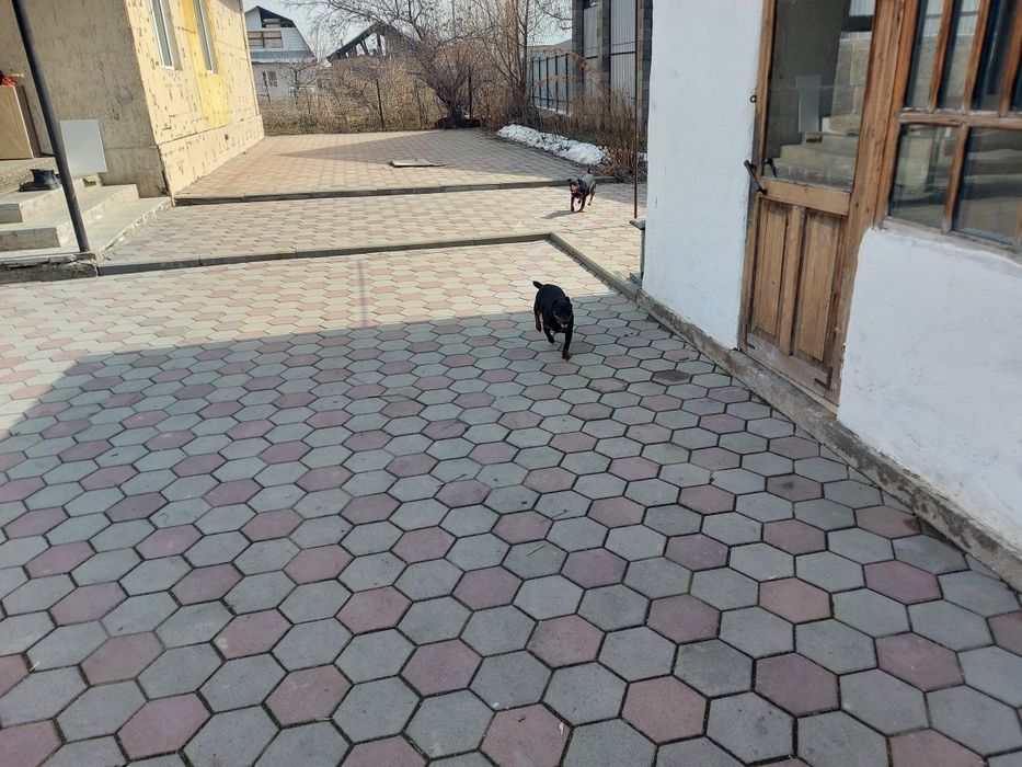 Ягдтерьер щенки Резерв