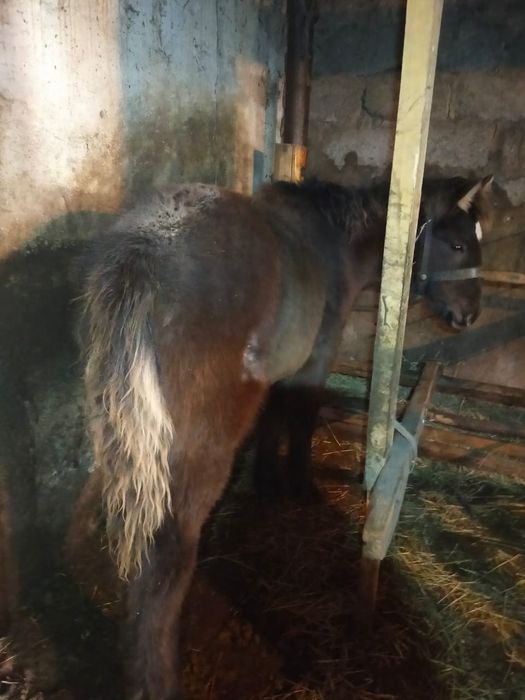 Продам лошадей тай и жабагы