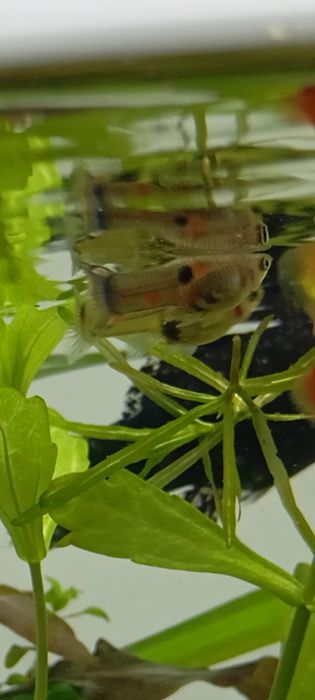 guppy, xifo, plante, accesori, acvariu