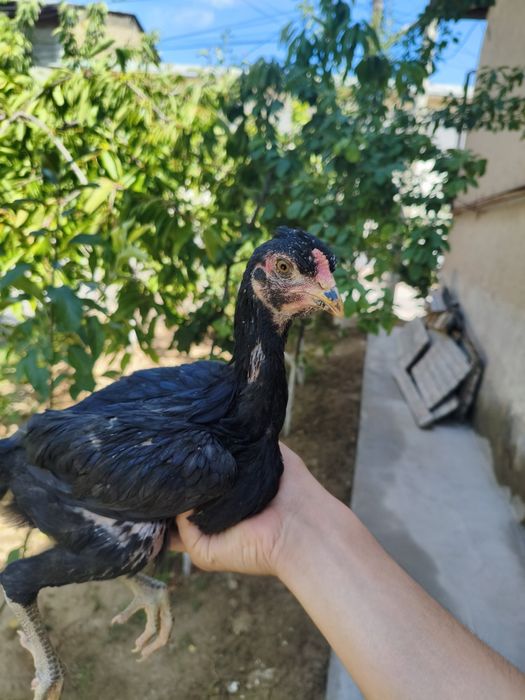 Dakan joja xorozla