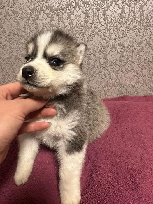 Продажа щенков хаски