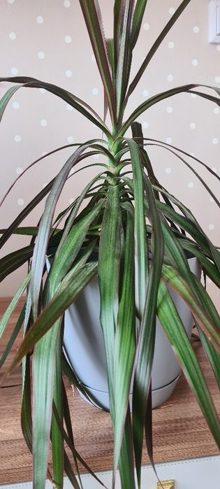 Драцена. Пальма.