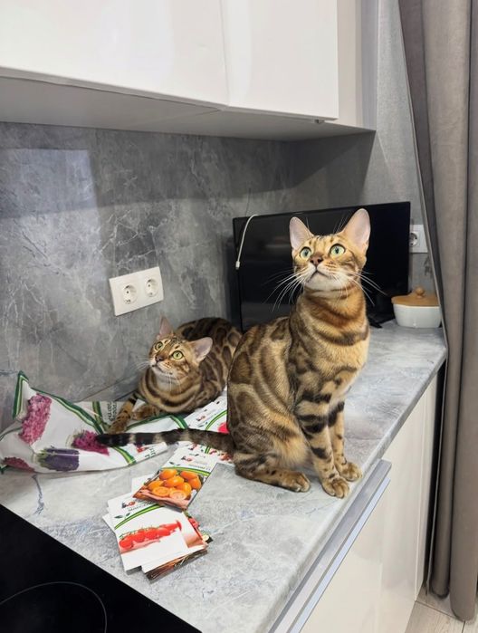 Продажа Бенгальских Котят!