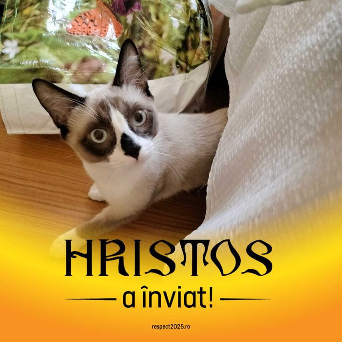 Pet sitter Constanta la domiciliul meu sau domiciliul dumneavoastră.