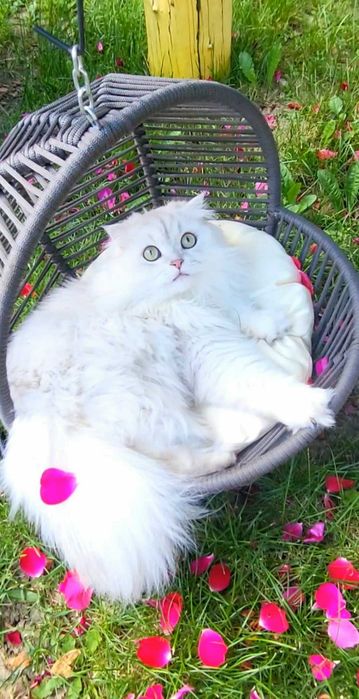 Baiat SUPERB  Scottish fold cu pedigree wcf