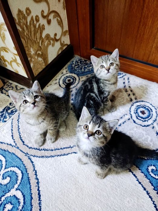 Scottish Straight classic tabby (SOTILADI)