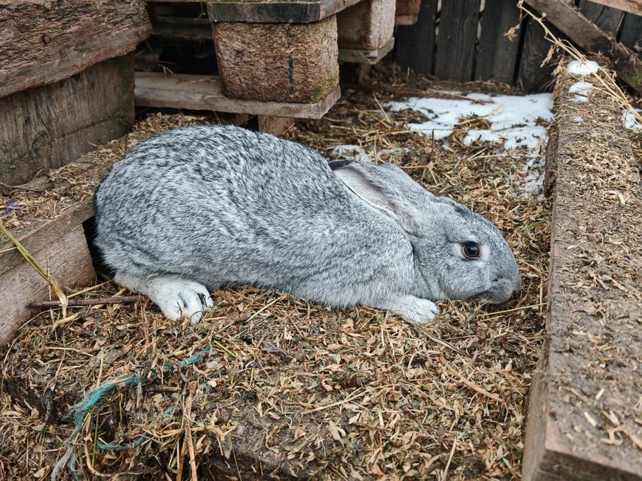 Iepuri 3 femele și 1 mascul