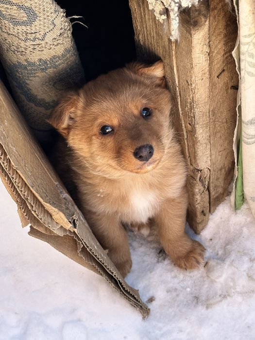 Щенок кобель ищет добрых хозяев