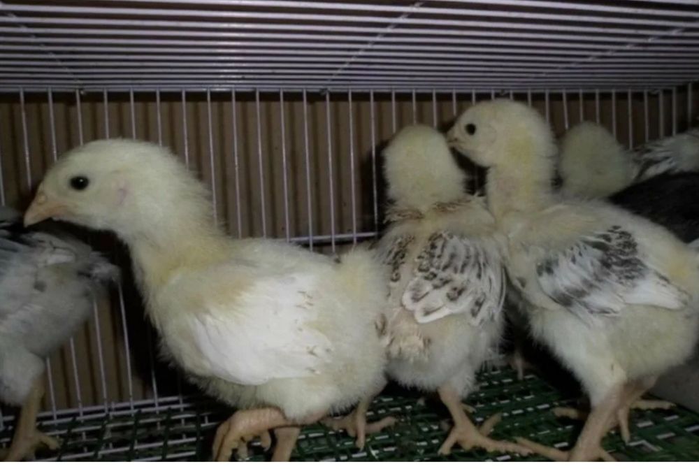 Продам цыплят породы Адлер