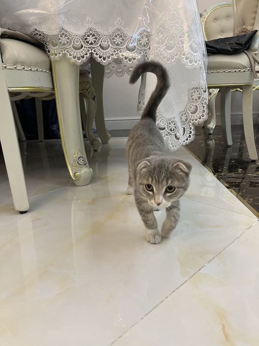 Котенок вислоухая домашняя