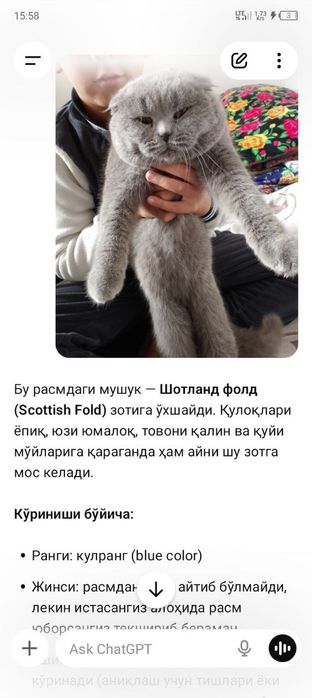 Кот Шетландских флот 1 годик