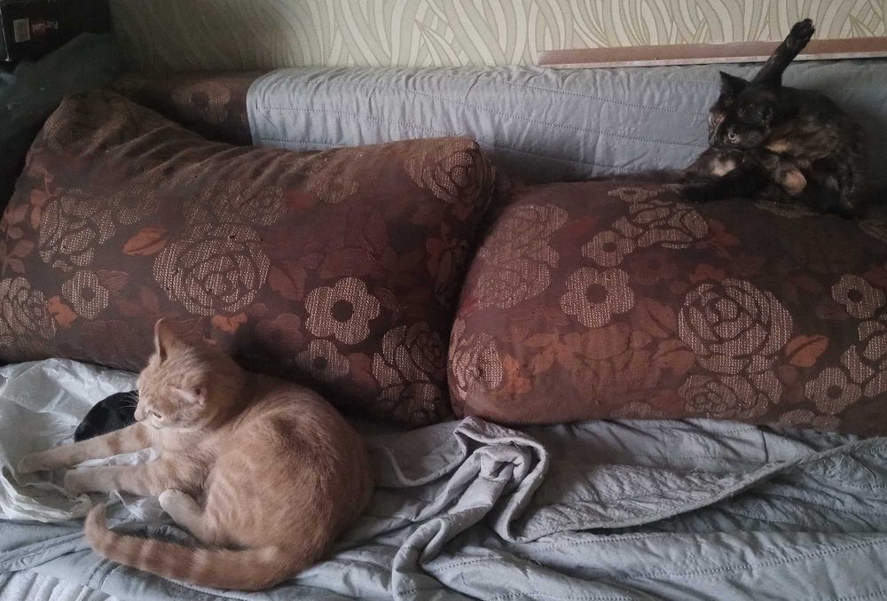 2 котенца. заедно или поотделно