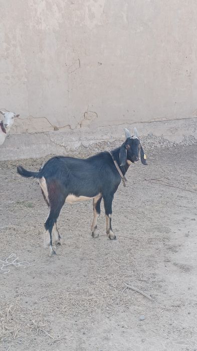 Нубийский козел , породистый