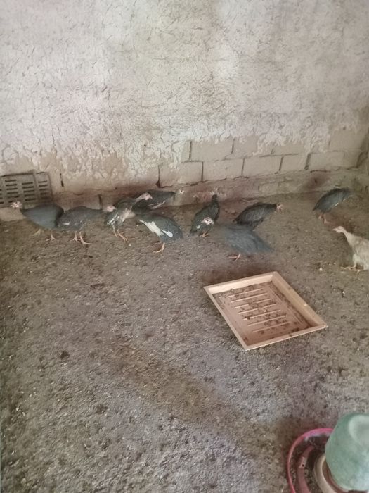 Продаётся цыцарки.цыплята.