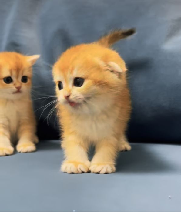 Котята шиншилята