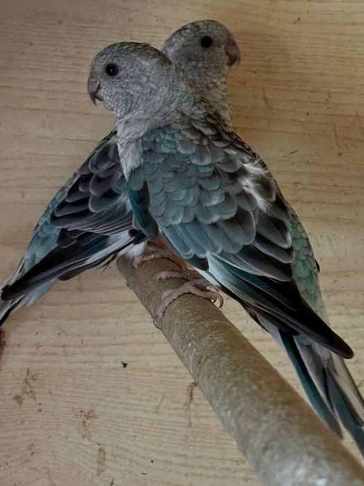 Продавам папагали