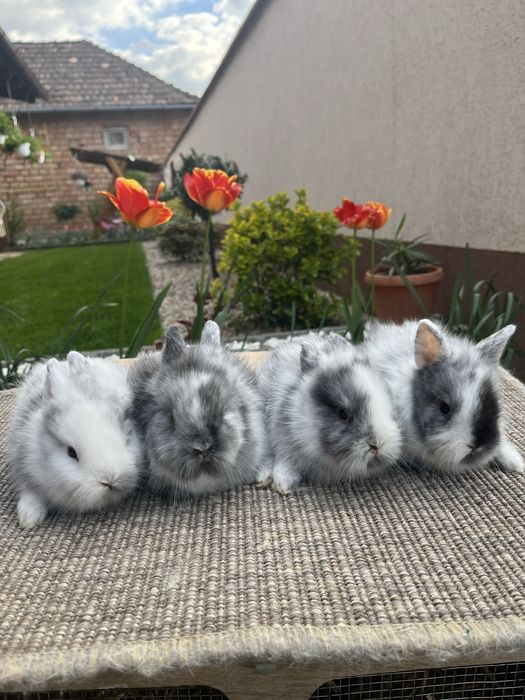 Iepurasi cap de leu pitic