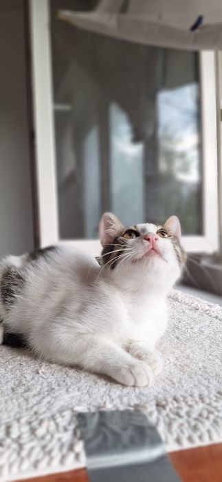 Pisicuta de adoptat, pui de pisica superba pentru adoptie, adoptie pisicuta