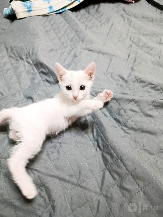 Красивый котенок.