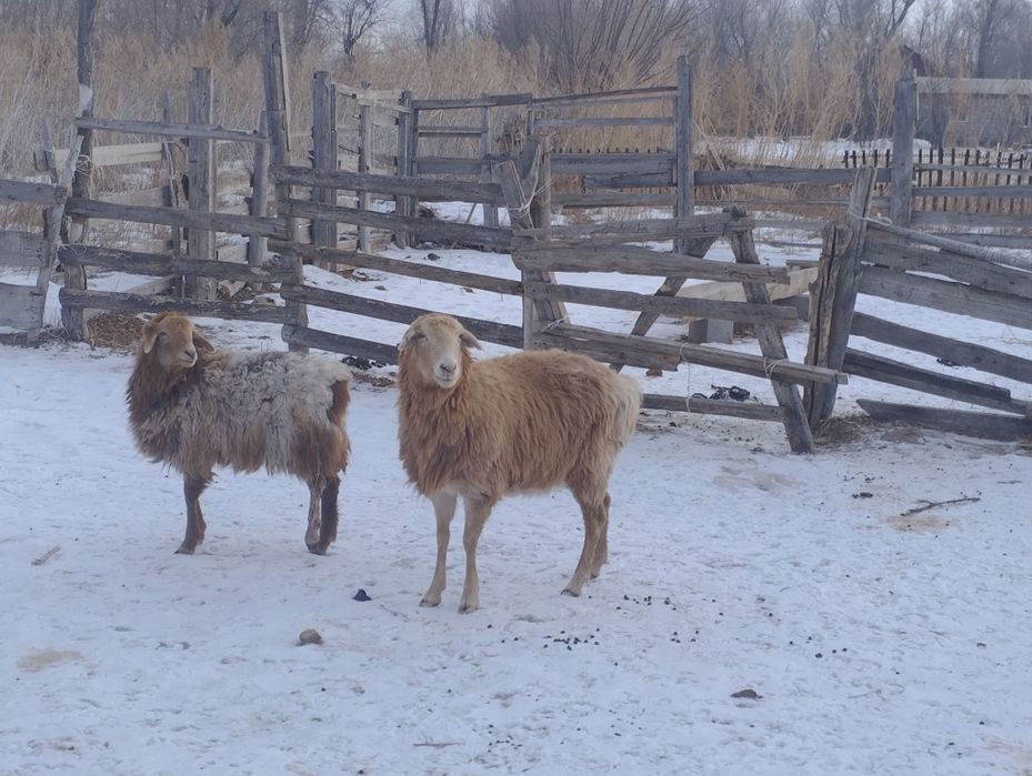 Қозы кепілдікпен