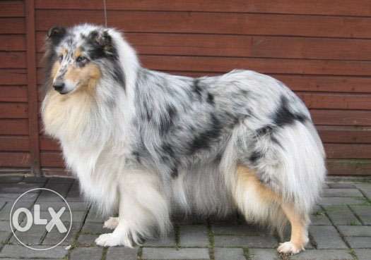 зоомагазин Роди Варна