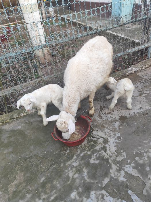 Занен (Заанен) ешкі сатылады