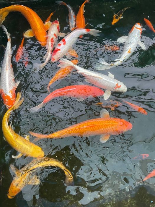 Карп коя  Karp koya