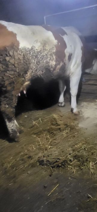 Vand o junica la  adiva  fătare de 4 luni ie gonita